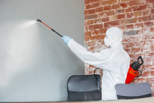 Best Attic Mold Removal  in Winnie, TX