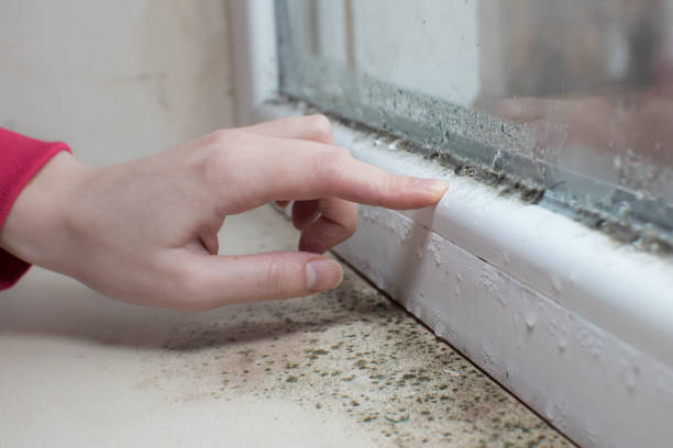 Best Residential Mold Inspection & Testing  in Winnie, TX